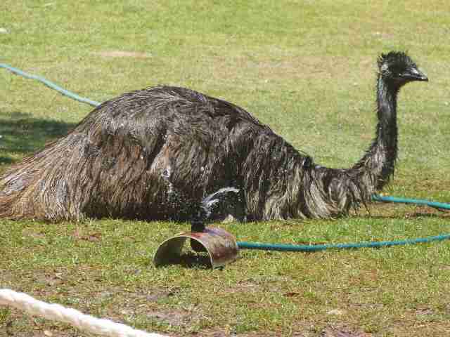 cool emu