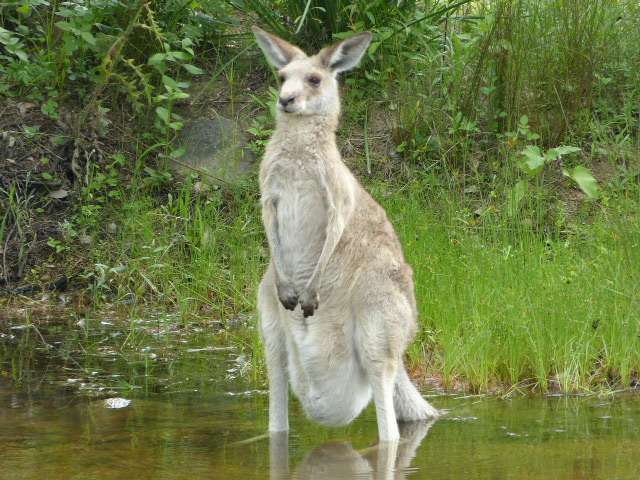 kanga