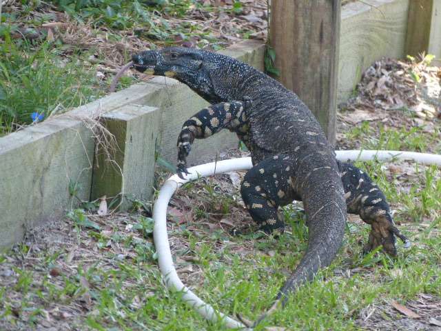 goanna scotts