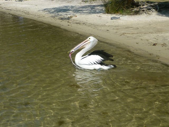 pelican with flat head