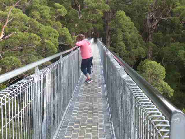 tree top walk