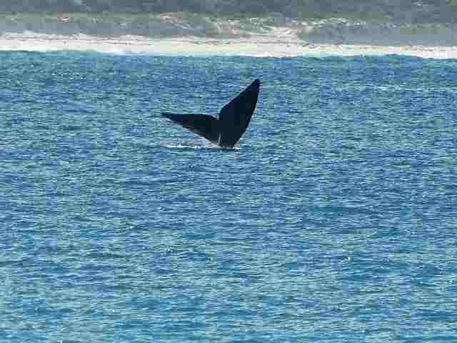 Whale at bremmer