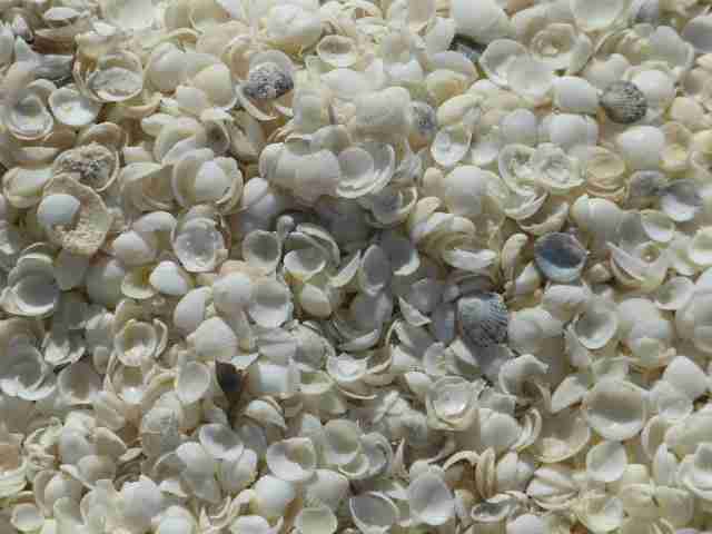 beach shells
