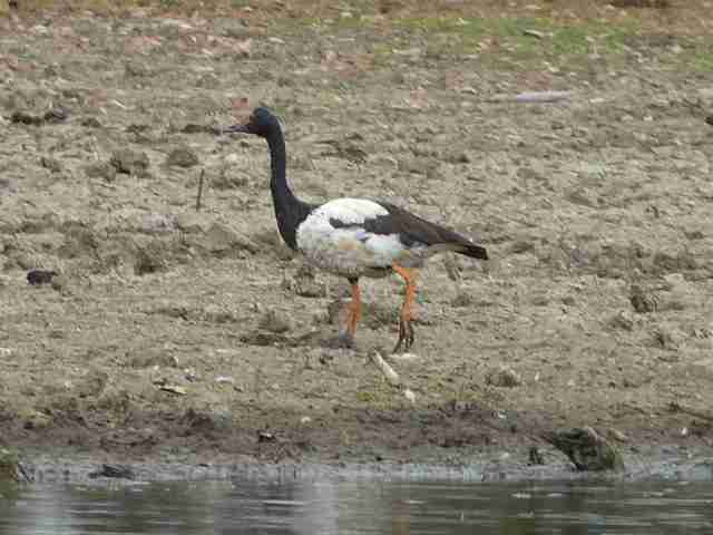 magpir goose